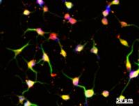 From Skin to Brain: Stem Cells Without Genetic Modification (2 of 2)