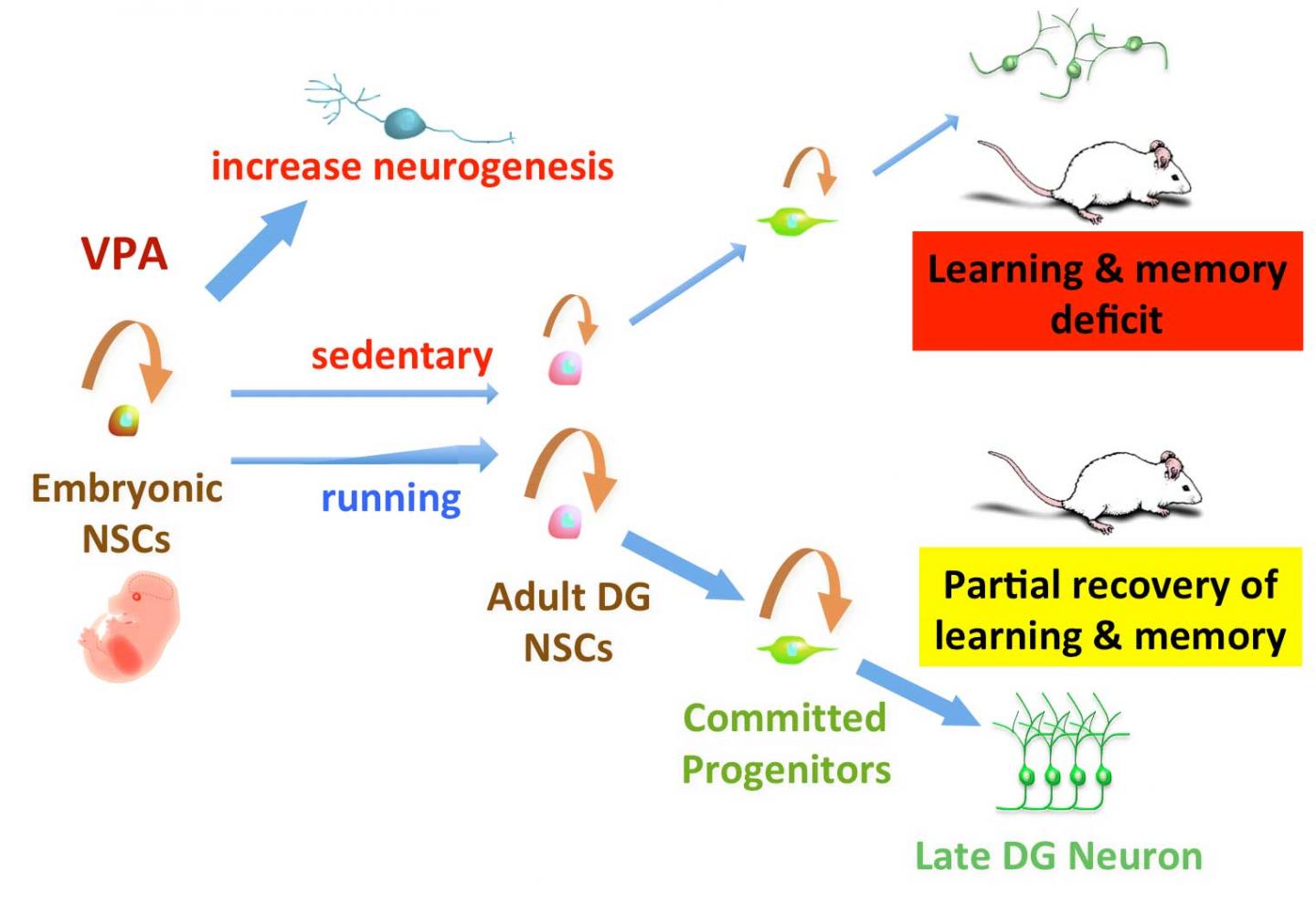 Effect of Running on VPA Postnatal Side Effects