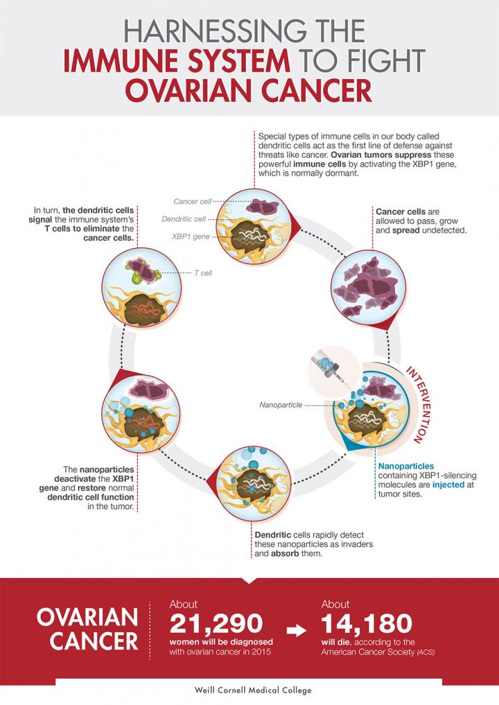 Harnessing the Immune System to Fight Ovarian Cancer