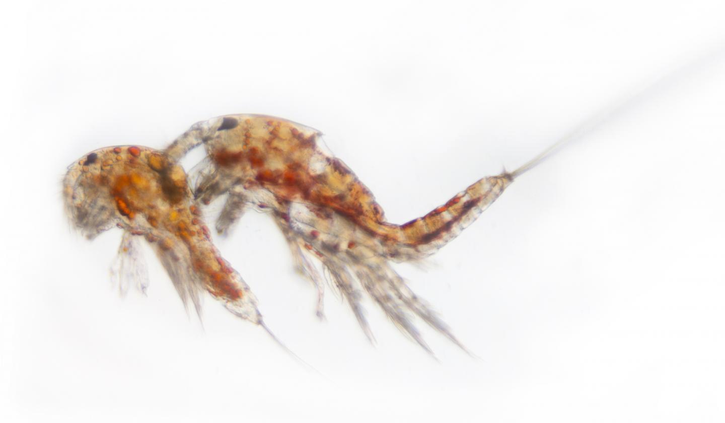 <i>Tigriopus californicus</i>