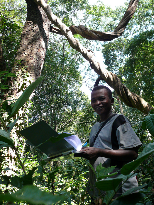 Forest restoration-2
