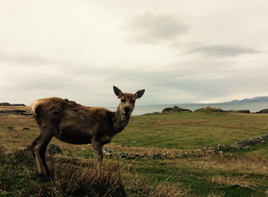 Lone red deer on Isle of Rum