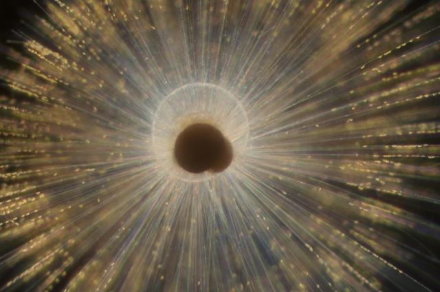 <i>Orbulina universa</i>