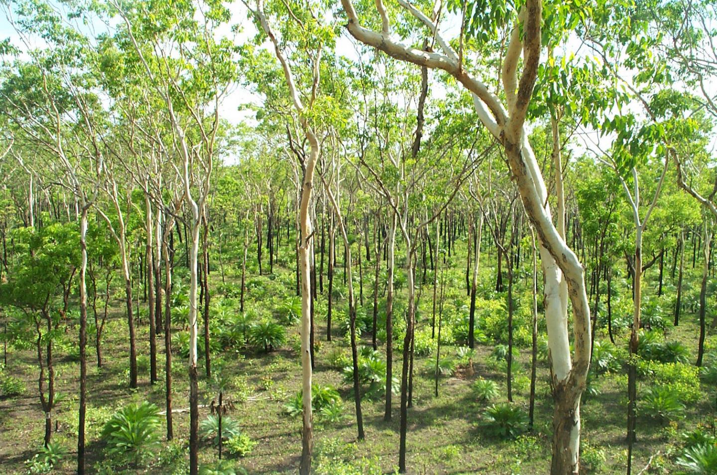 Greener Savannas Reverse Vegetation Loss
