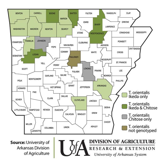 Arkansas map of Theileria orientalis cases
