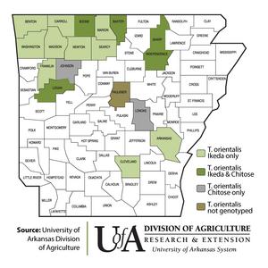 Arkansas map of Theileria orientalis cases