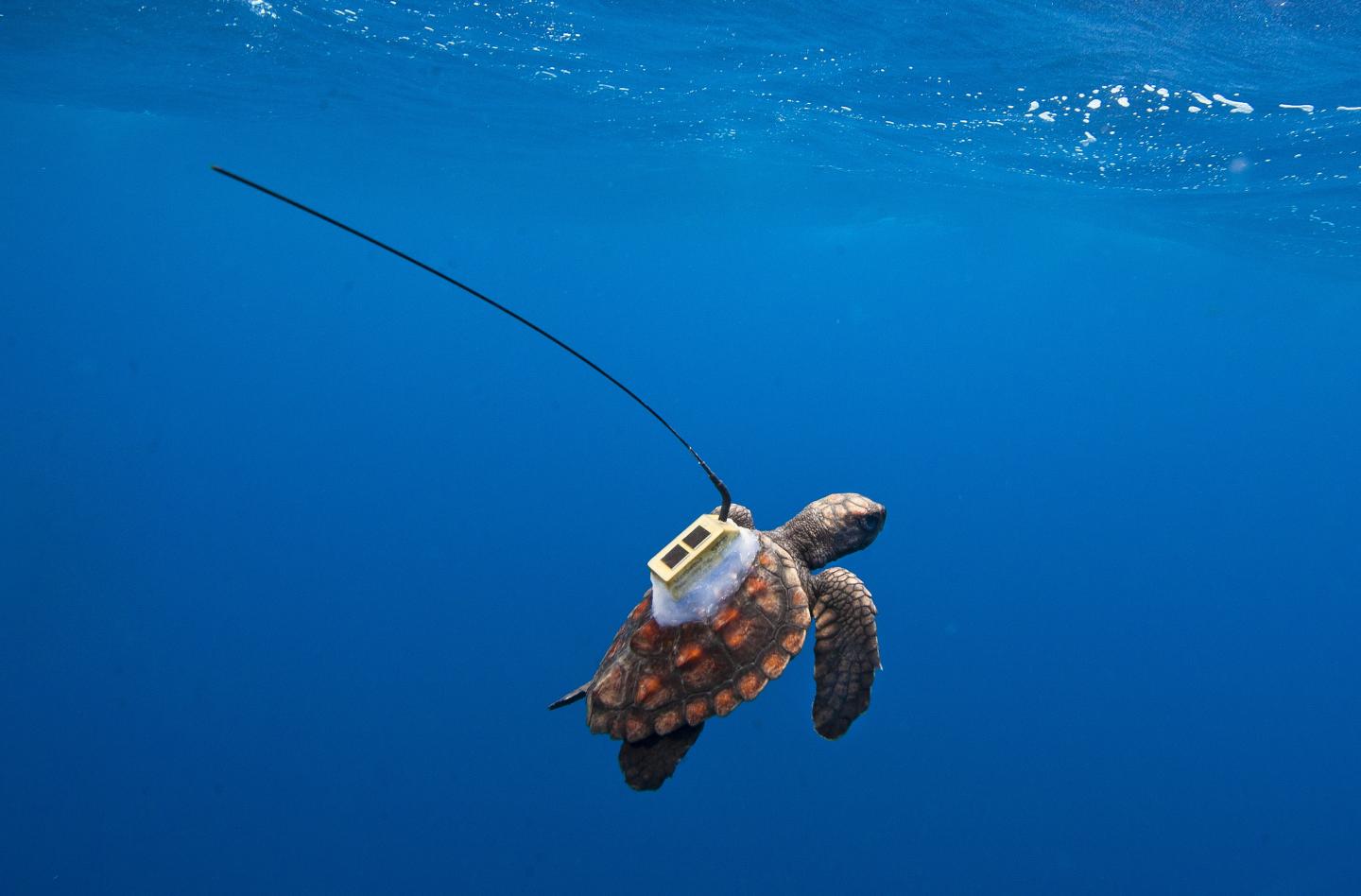 Loggerhead Turtles South Atlantic