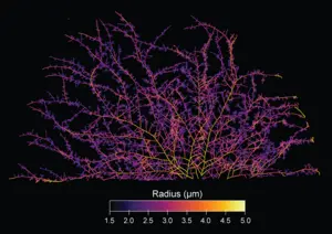 Network architecture of fungal mycelium