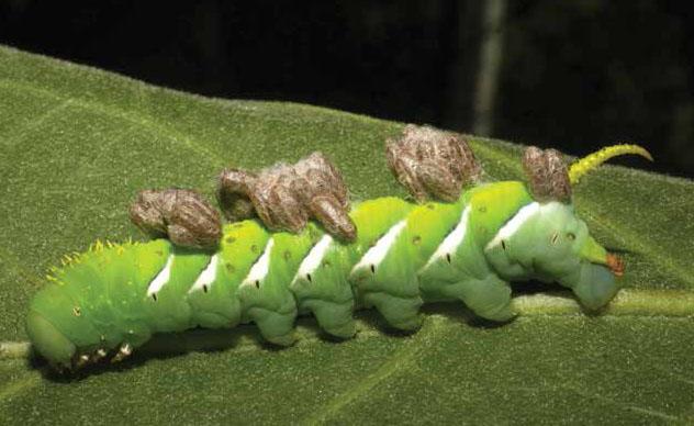 Host Parasitized