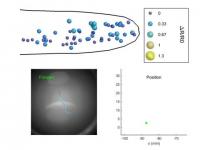 Levels of Neuron Activity in Nematode Behavior