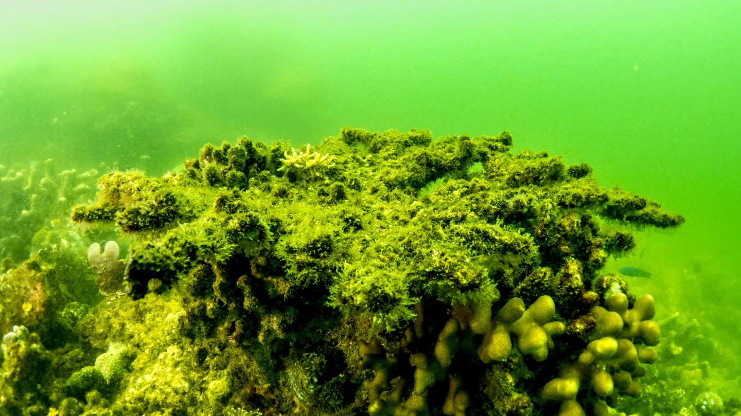 Reefs