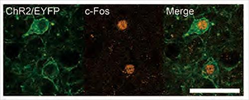 cMPOA Neurons Activated by Light Stimulation
