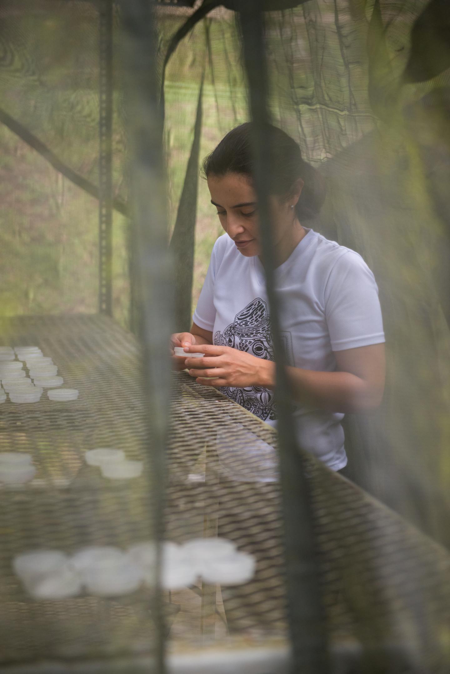 2. C. Sarmiento Checks on Seed Germination