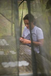 2. C. Sarmiento inspecciona semillas