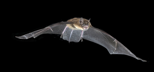 Big brown bat 1