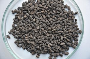 Remains of neolitic cereals