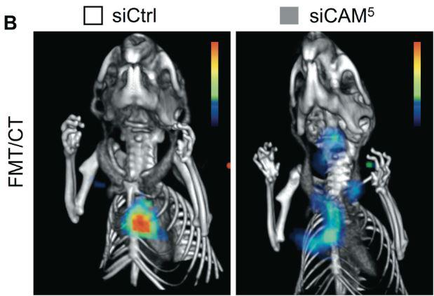 Nanomedicine Reduces Inflammation in Mice After Heart Attack