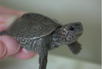 Affected Terrapin Turtles
