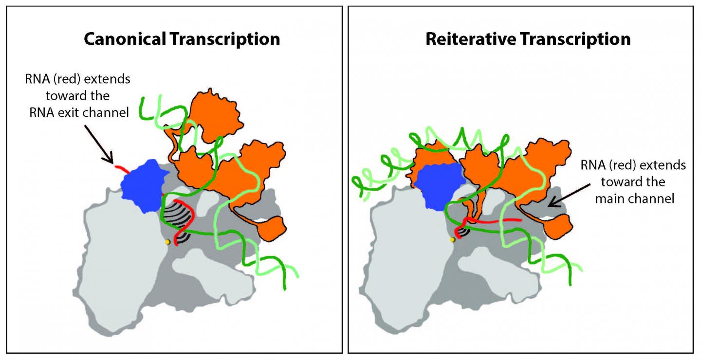 Crystal Structure Reveals New Details of Nonstandard RNA Transcription