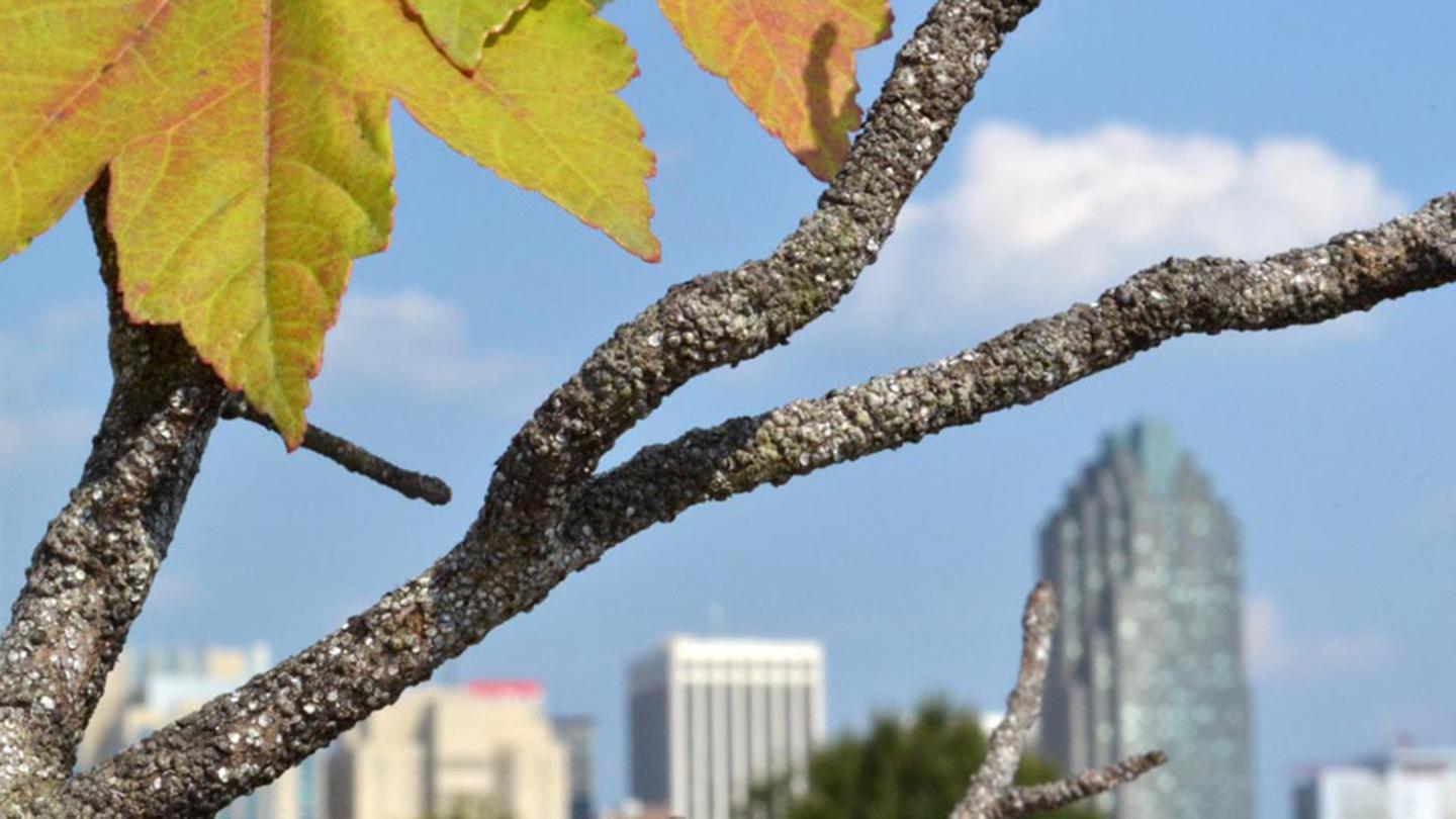 Trees in Decline