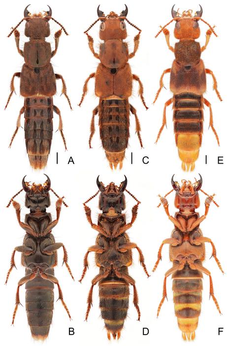 Comparison of Platydracus species