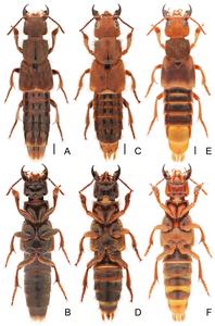Comparison of Platydracus species