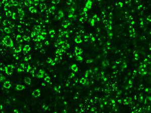 Mouse fat cells