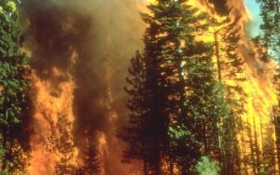 Wildfire in a Forest