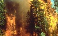 Wildfire in a Forest