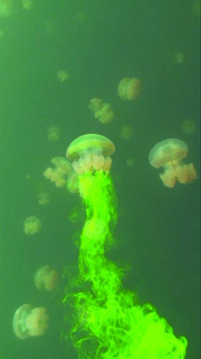 Swimming Animals Affect Ocean Mixing (3 of 3)