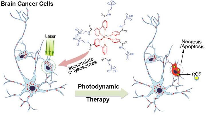 Photodynamic Therapy Process