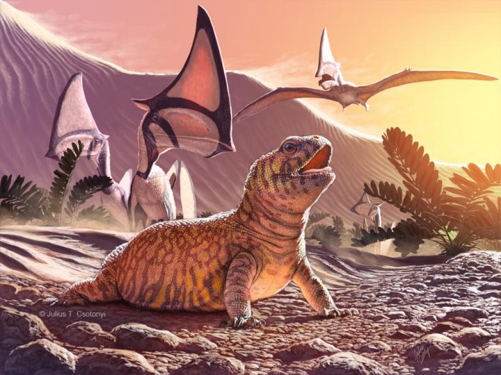 <i>Gueragama sulamerica</i>