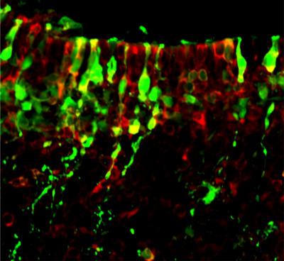 Cell Image