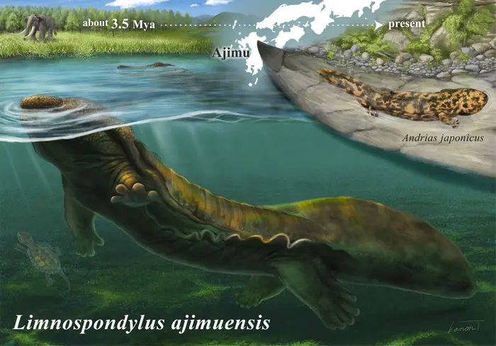Fossils found decades ago reveal an extinct giant salamander