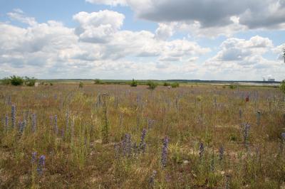 'Chicken Creek' &#8209;&#8209; An Ecosystem in the Making