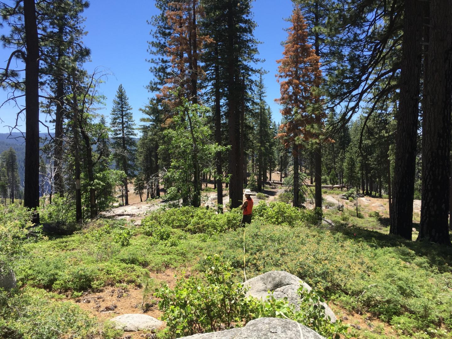 Researcher in Sierra Nevada Forest