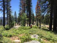 Researcher in Sierra Nevada Forest
