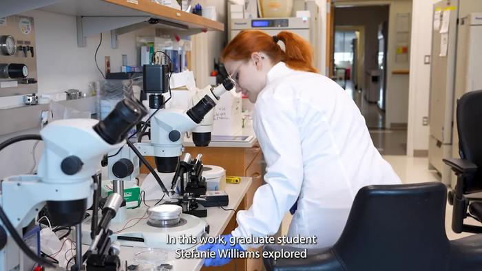 "A really excellent system" for studying meiotic biology