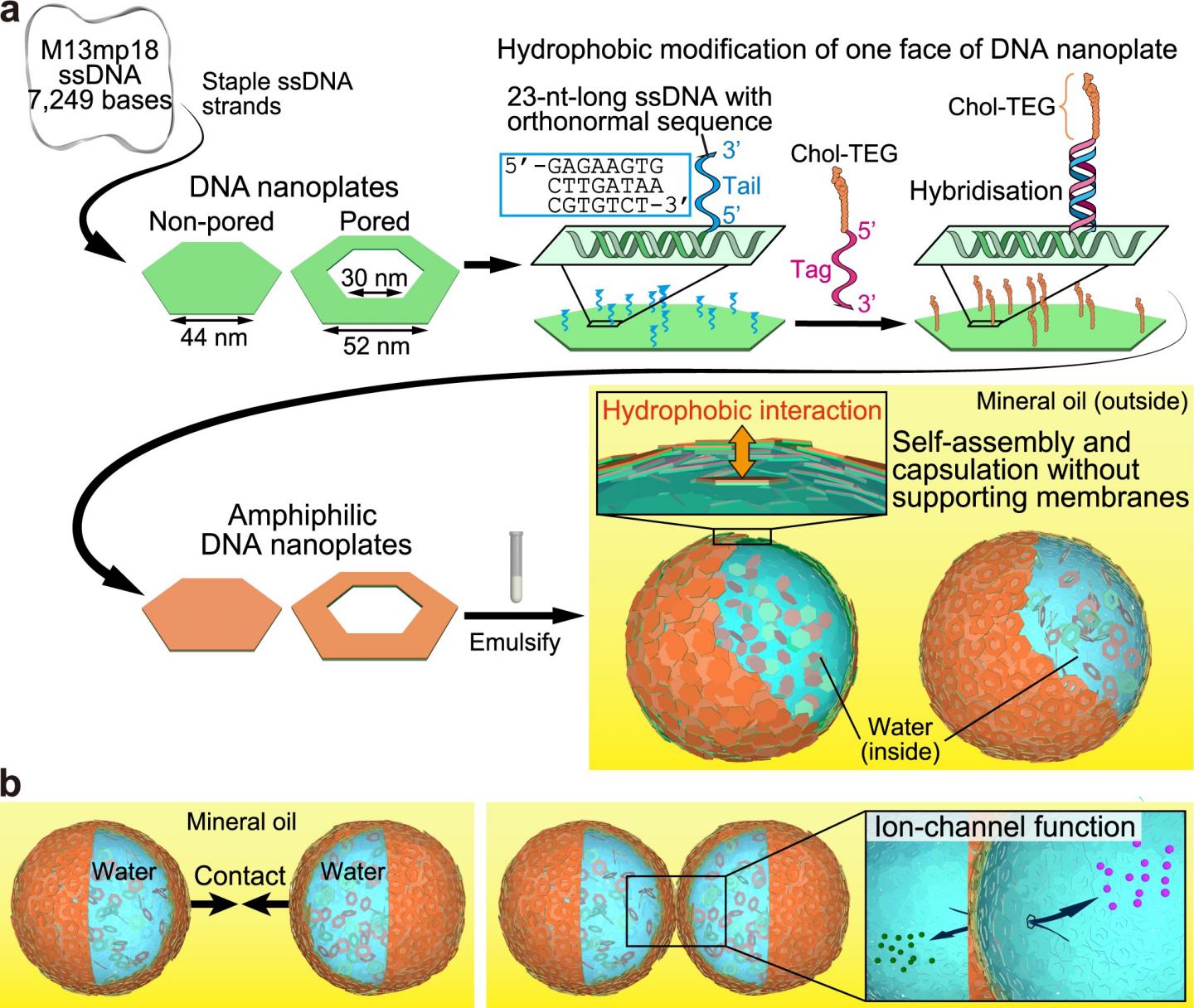 Representation of DNA Nanoplate-based Microcapsules