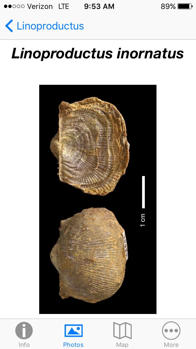 Images Allow Fossil Hunters to Identify their Finds