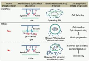 A model to illustrate the mechanism and function of Aurora A phosphorylation of Numb in membrane retraction, cell rounding as well as mitotic progression through the modulation of Myosin I family proteins in mitosis