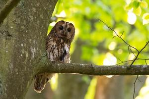 Tawny owl
