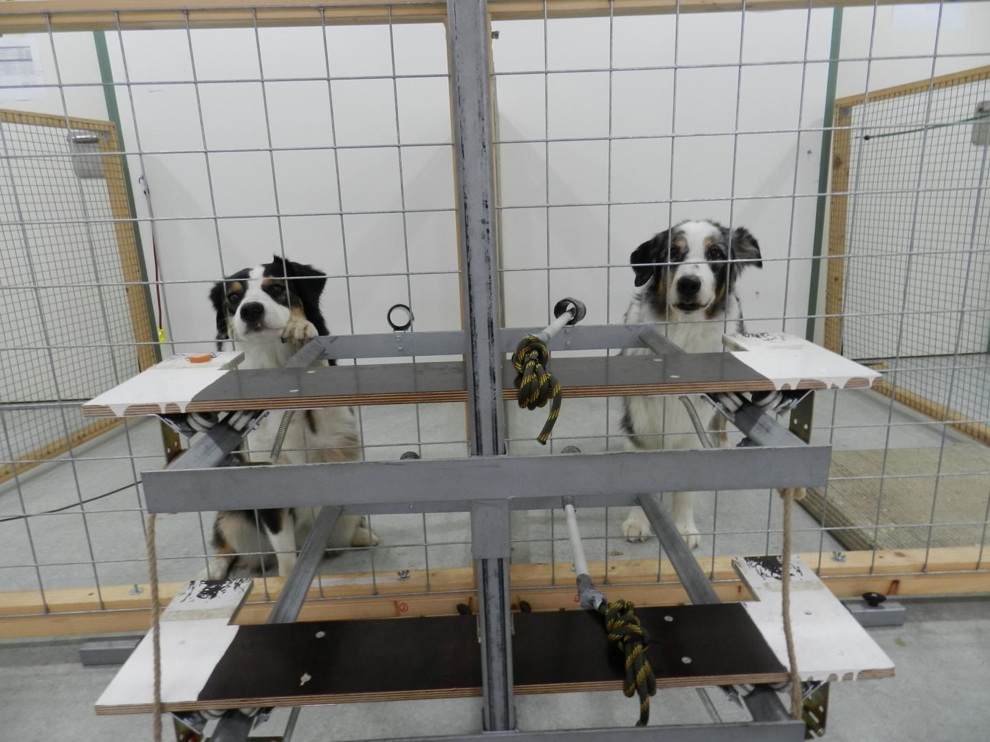 The Bar-Pulling Task