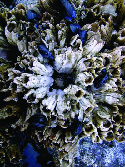 Large Acorn Barnacles