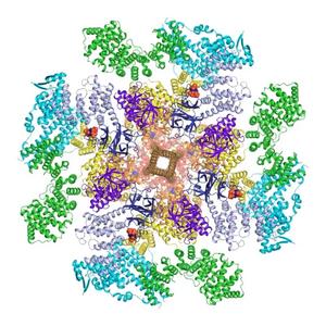 Cryo-electron microscopy visualization of a biological machine