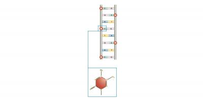 Methylation