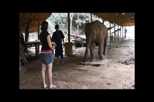 Elephant Demonstration of Body Awareness
