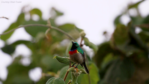 These sunbirds keep singin' their song