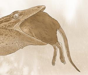 Breugnathair eating mammal