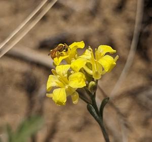 Bladderpod